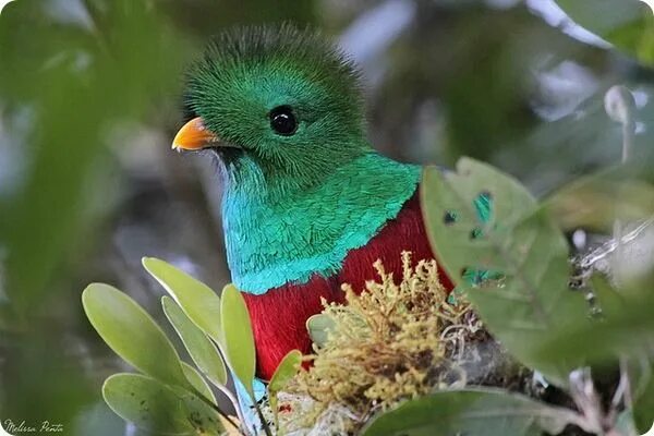 Птицы мира фото и названия самые красивые Квезаль (лат. Pharomachrus mocinno) Quetzal, Bird, Beautiful birds