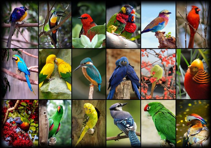 Птицы много фото Puzzle Collage - Oiseaux Colorés Grafika Most beautiful animals, Animals beautif