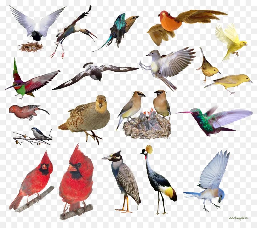 Птицы много фото Birds - Various Colorful Birds Collection - CleanPNG / KissPNG