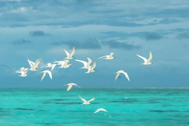 Птицы моря фото Photo by Asad Photo Maldives on Pexels Seagulls flying, Birds flying, Bird photo