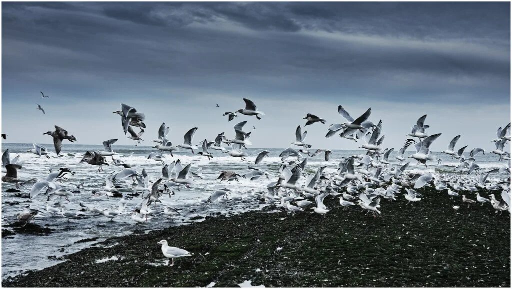 Птицы моря фото Alarmed Seagulls and Oystercatchers at the beach in Bergen. Flickr