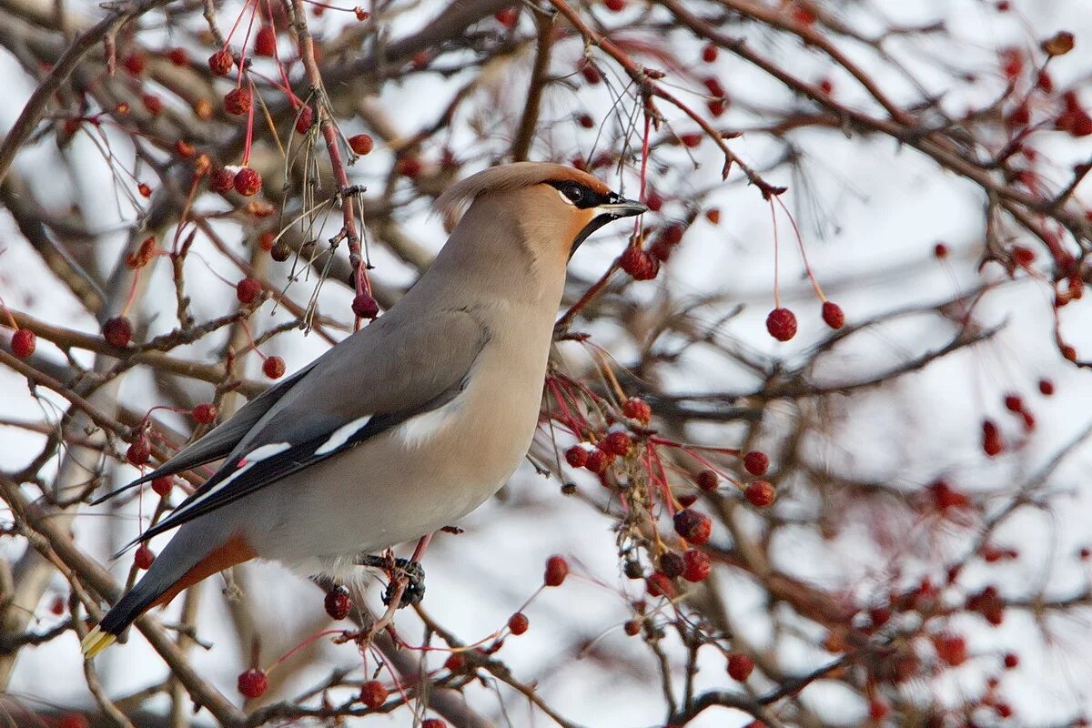 Птицы московской области фото с названиями осенью Bohemian Waxwing (Bombycilla garrulus). Birds of Siberia.