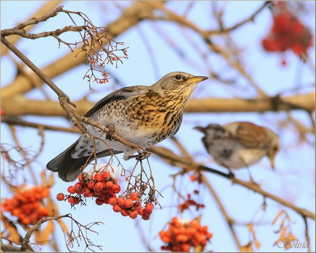 Птицы московской области фото с названиями осенью Bird Photography by Anna Solisia Art and Design