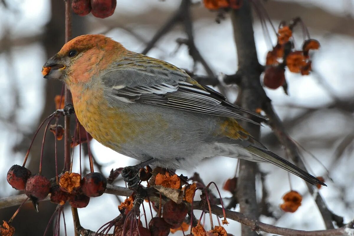 Птицы московской области фото с названиями осенью Pine Grosbeak (Pinicola enucleator). Birds of Siberia.