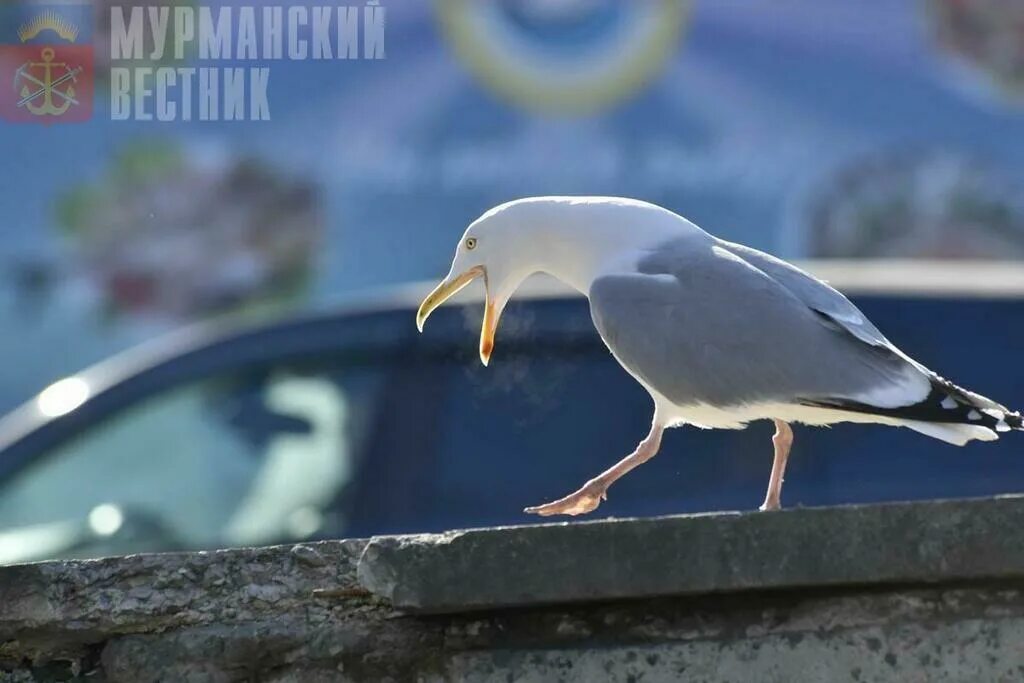 Птицы мурманска фото Мурманская чайка поселилась в Амстердаме - Мурманский вестник - #178504