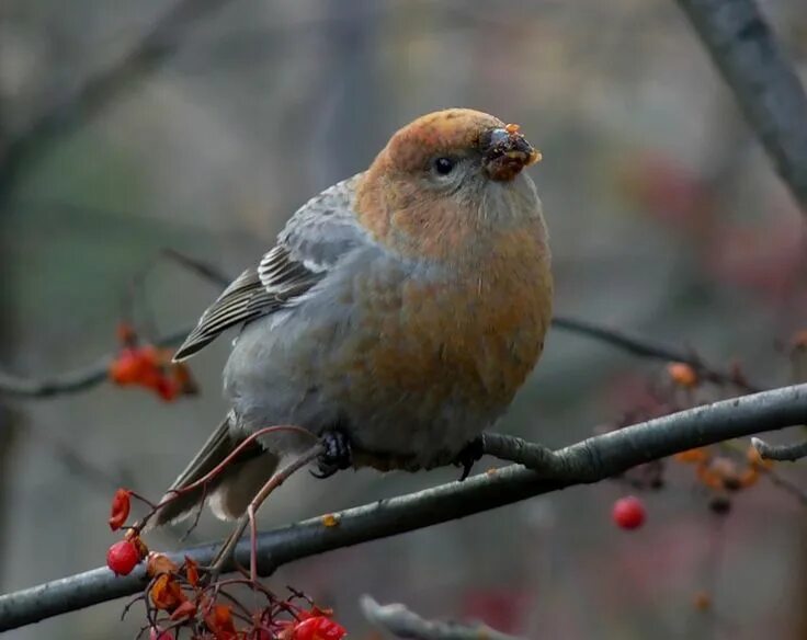 Птицы мурманской области фото Птицы зимнего леса... Birds, Animals