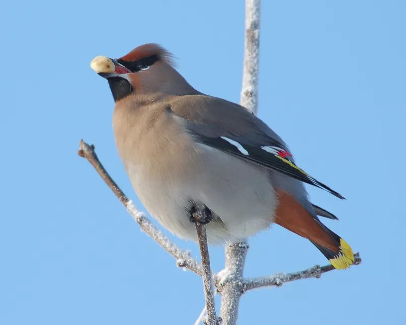 Птицы мурманской области фото Photo Waxwing II by Sergej Scherbakov - nature - PhotoForum.ru