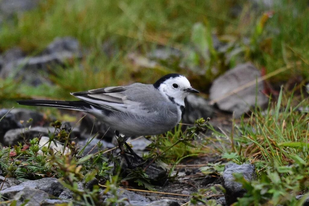 Птицы мурманской области фото White Wagtail (Motacilla alba). Birds of Siberia.