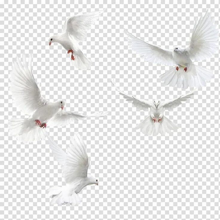 Птицы на белом фоне фото Columbidae Bird Squab, Creative dove wings,White dove, five doves transparent ba