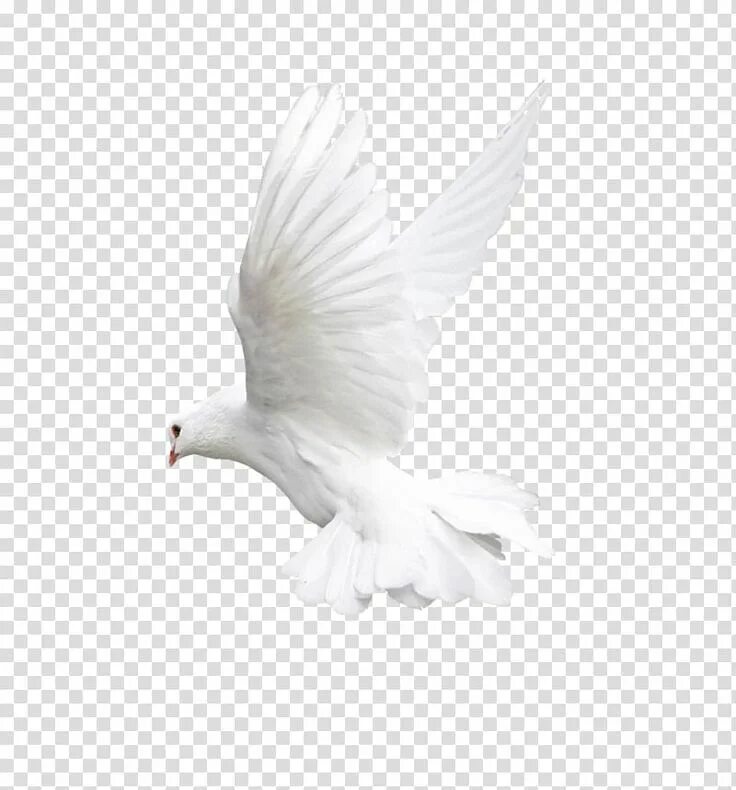 Птицы на белом фоне фото white dove, Bird Flight Owl Beak, White flying pigeon transparent background PNG