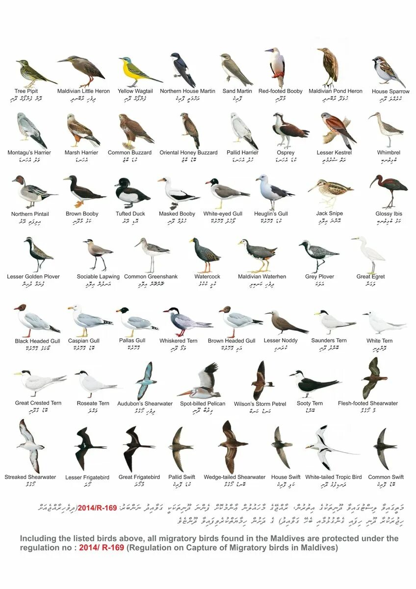 Птицы на мальдивах название и фото Maldives Birds