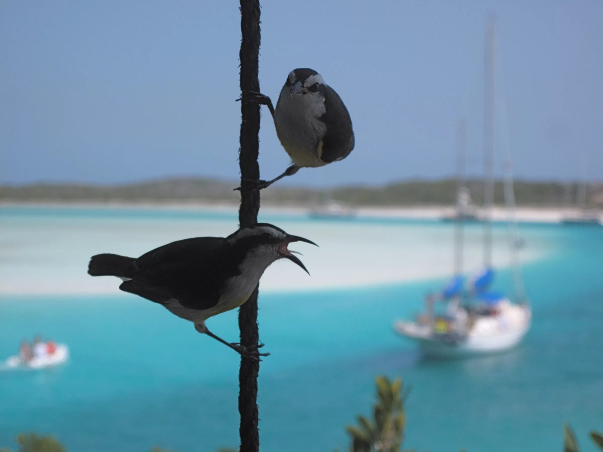 Птицы на мальдивах название и фото Free Images : sea, fauna, bahamas, vertebrate, perching bird 2400x1800 - - 23479