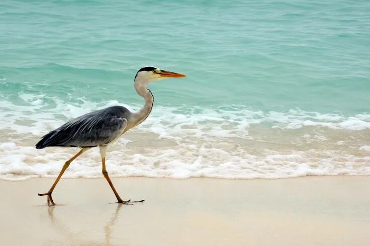 Птицы на мальдивах название и фото Остров Velassaru. Animals, Bird