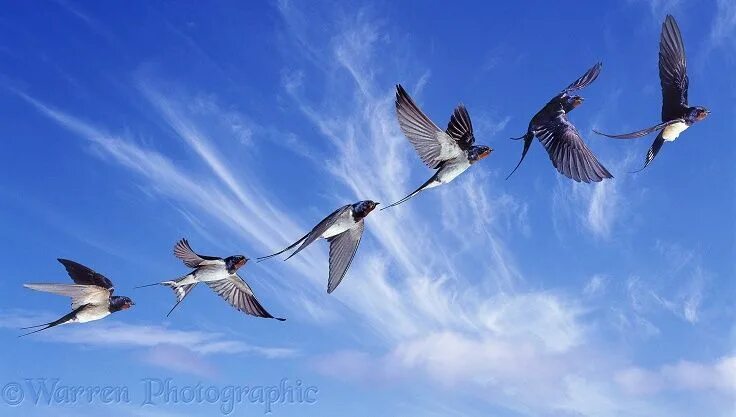 Птицы на юг фото barn swallow in-flight Swallow in flight series photo - WP38432 Birds flying pho