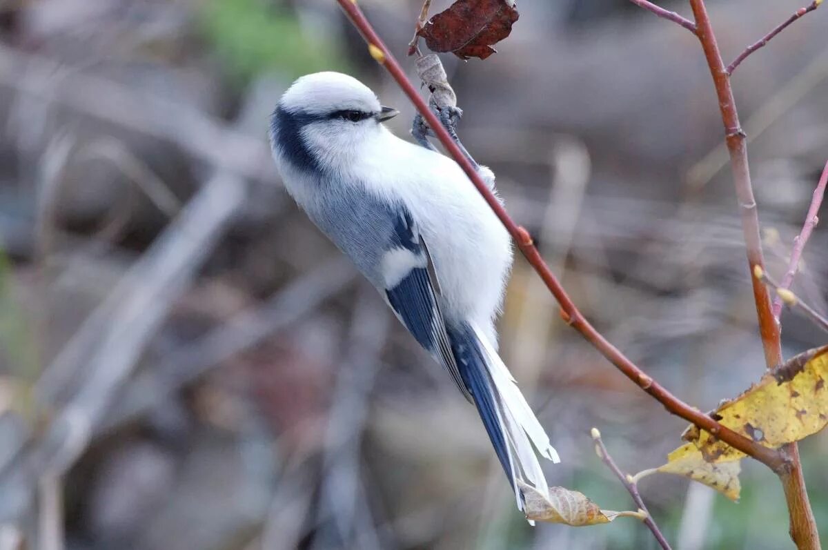 Птицы нальчика фото Azure Tit (Parus cyanus). Birds of Siberia.