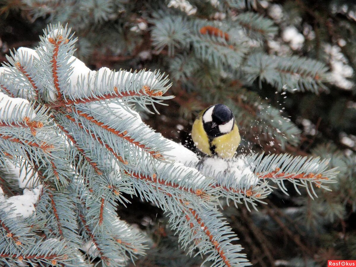 Птицы нальчика фото Фото: Птички - синички. отдушина для души ....... *=Татьяна=*. Фото животных. Фо