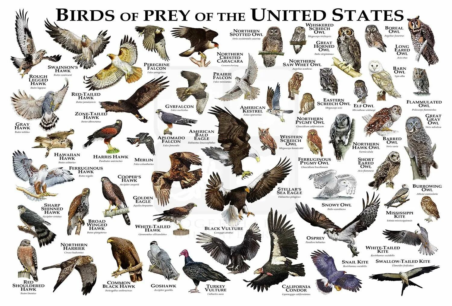 Птицы названия список фото Birds of Prey of the United States Poster/field Guide - Etsy Birds of prey, Hali