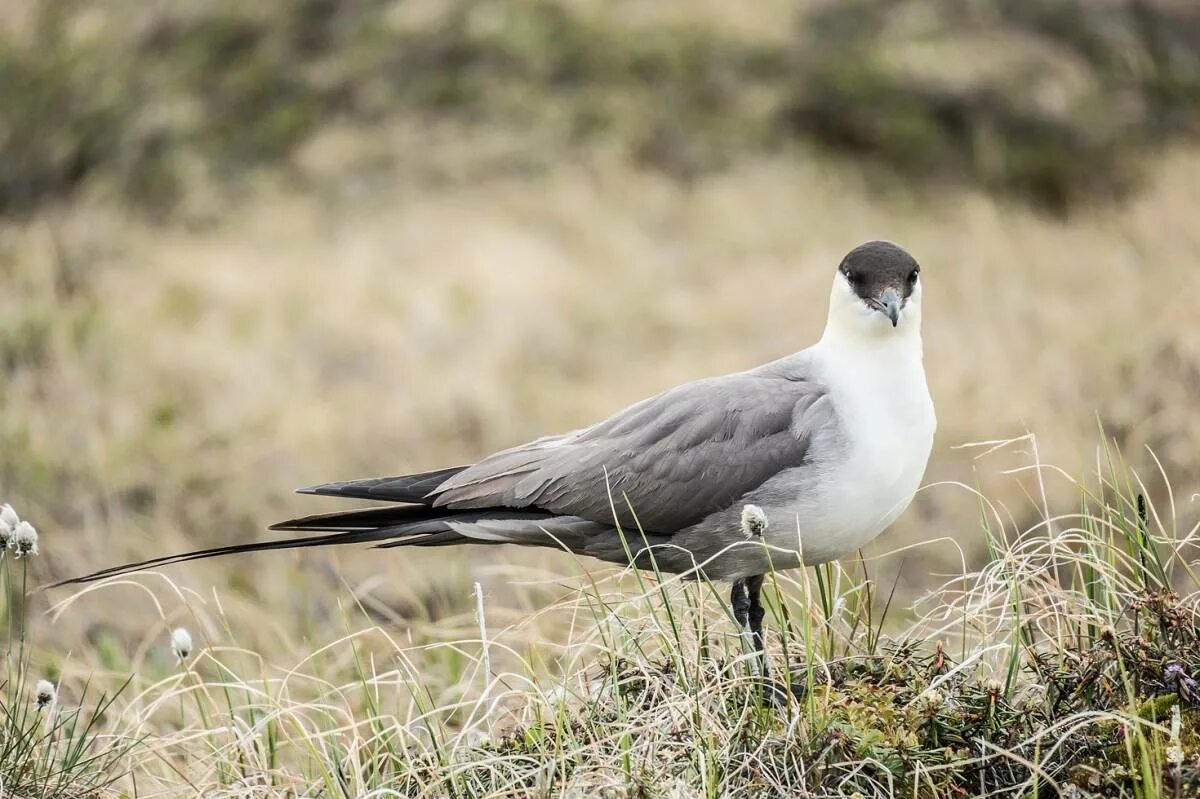 Птицы ненецкого автономного округа фото и название Long-tailed Skua (Stercorarius longicaudus). Birds of Siberia.