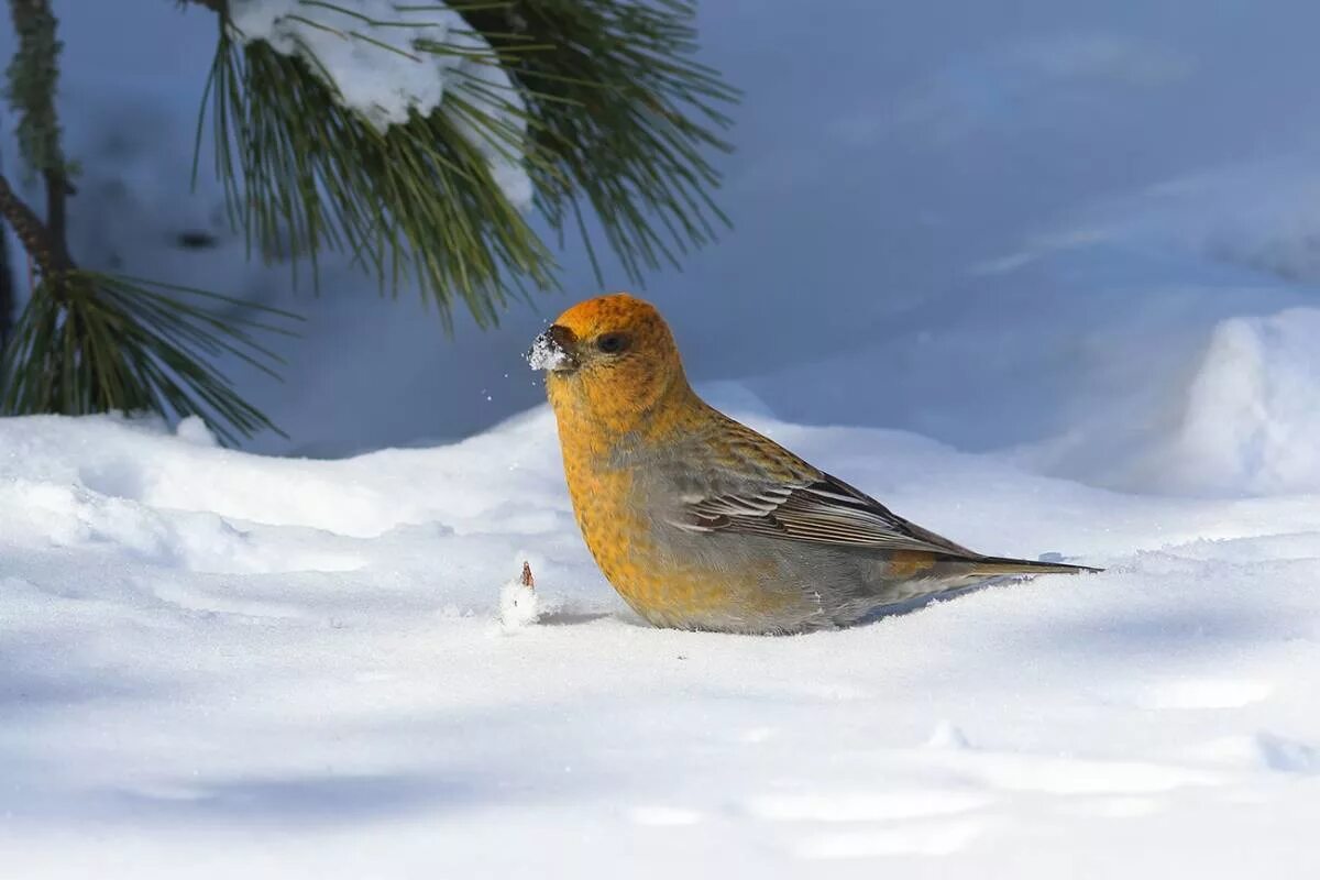 Птицы ненецкого автономного округа фото и название Pine Grosbeak (Pinicola enucleator). Birds of Siberia.