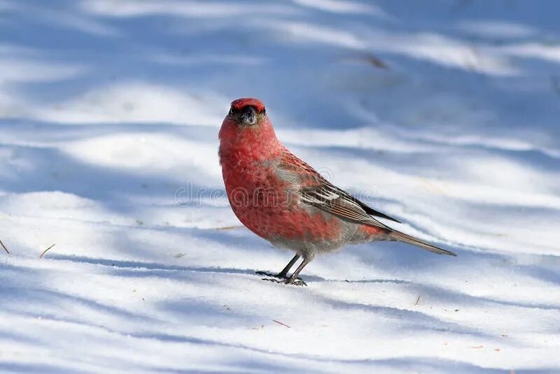 Птицы ненецкого автономного округа фото и название Pinicola Enucleator. Male Birds in the North of Western Siberia Stock Image - Im