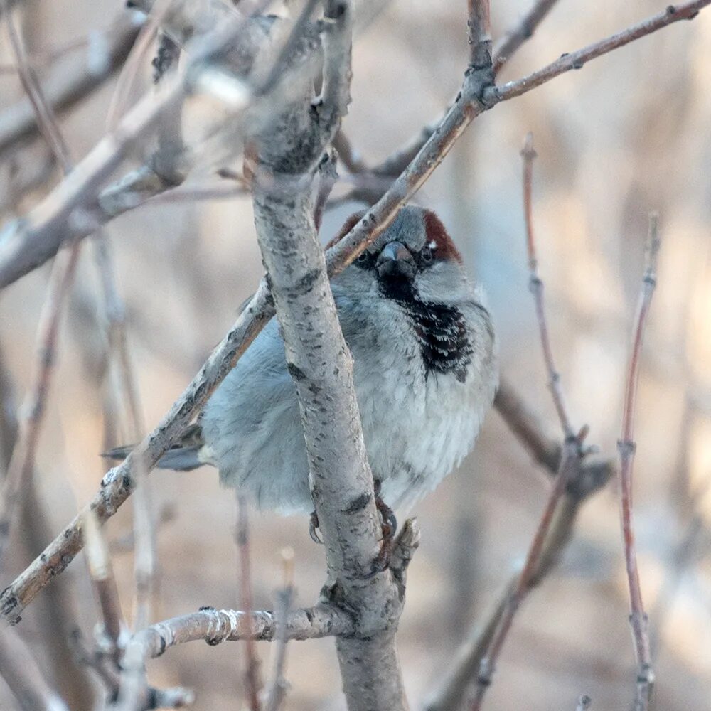 Птицы ненецкого автономного округа фото и название House Sparrow (Passer domesticus). Birds of Siberia.