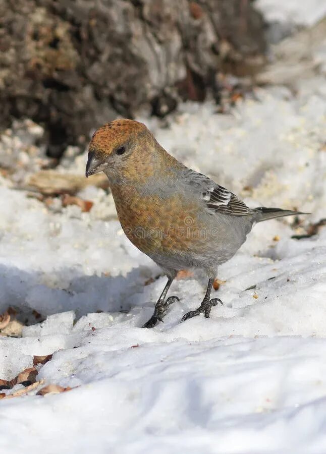 Птицы ненецкого автономного округа фото и название Pinicola Enucleator. the Female Birds on the Yamal Peninsula Stock Image - Image