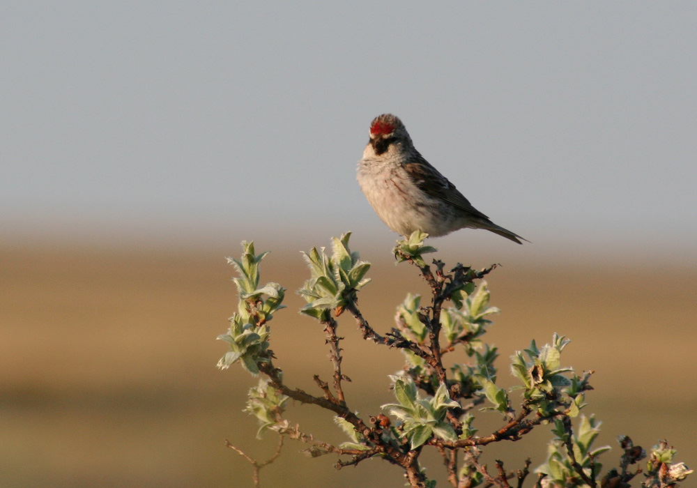 Птицы ненецкого автономного округа фото и название Common Redpoll (Acanthis flammea). Birds of Siberia.