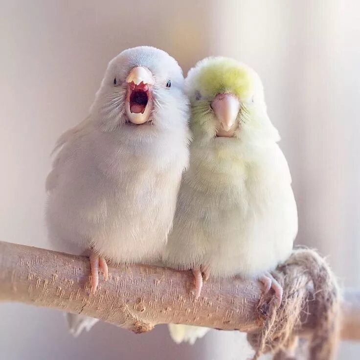 Птицы неразлучники фото Photographer Captures Love Between Birds And The Pictures Are Like Something Out