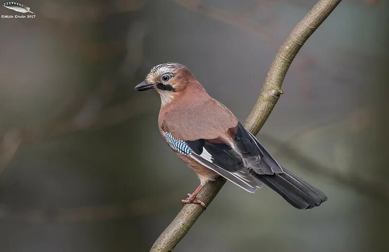 Птицы нижегородского края фото и названия Just Jays Talk Photography