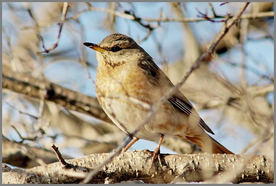 Птицы нижегородской области фото bird - Северные Земли Фотосайт Дальнего Востока и Сибири