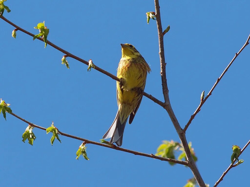 Птицы нижегородской области фото Yellowhammer Yellowhammer - Emberiza citrinella - Обыкнове. Flickr