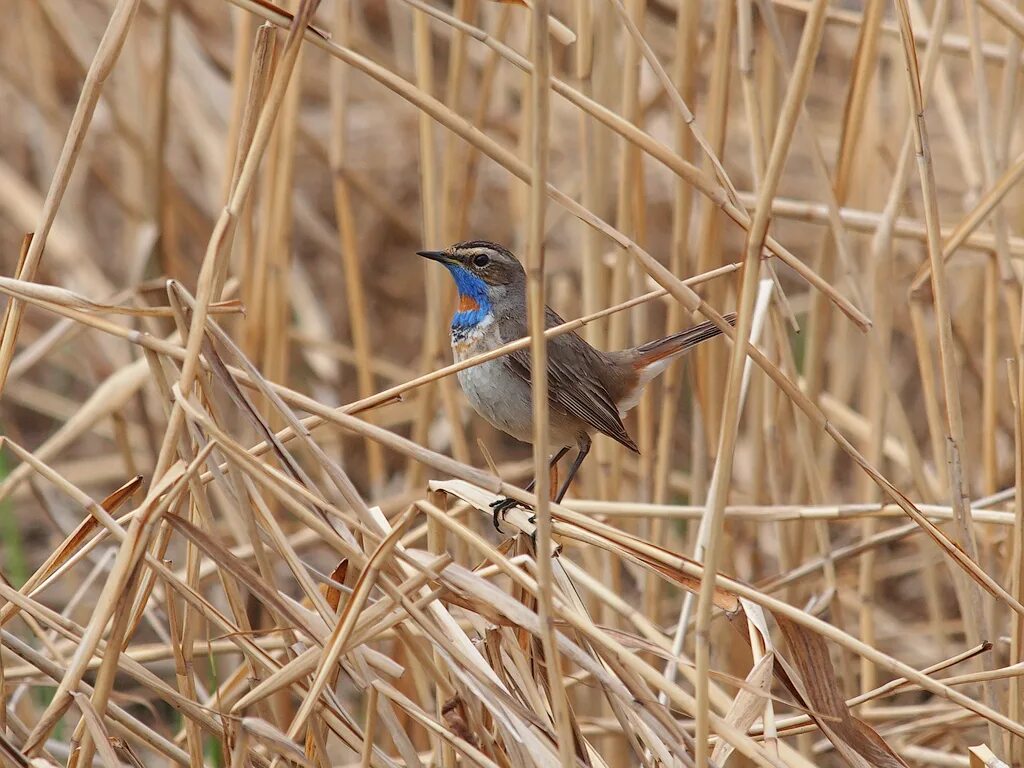 Птицы нижегородской области фото Bluethroat Bluethroat - Luscinia svecica volgae - Варакушк. Flickr