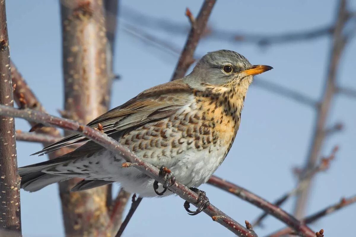 Птицы нижегородской области зимующие фото Fieldfare (Turdus pilaris). Birds of Siberia.