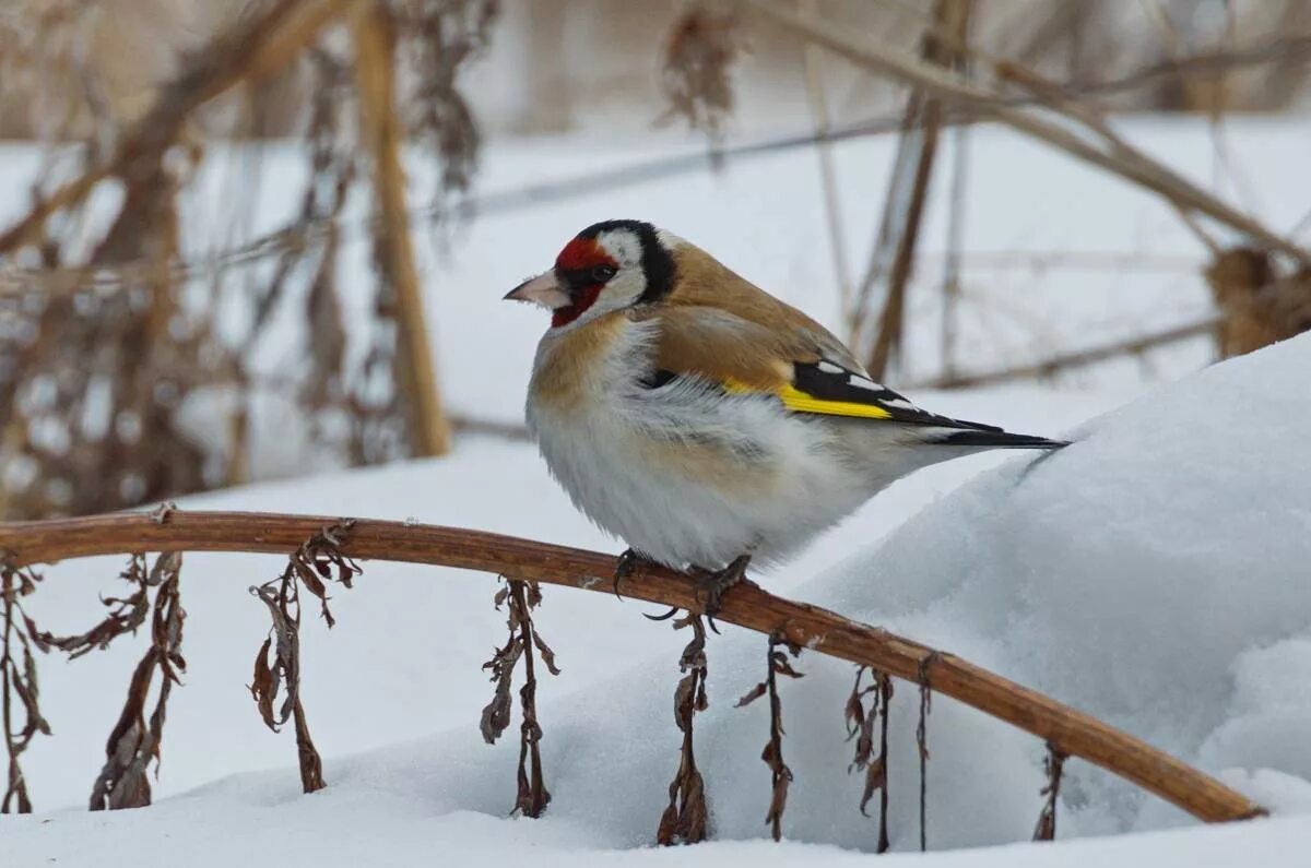 Птицы нижегородской области зимующие фото Eurasian Goldfinch (Carduelis carduelis). Birds of Siberia.