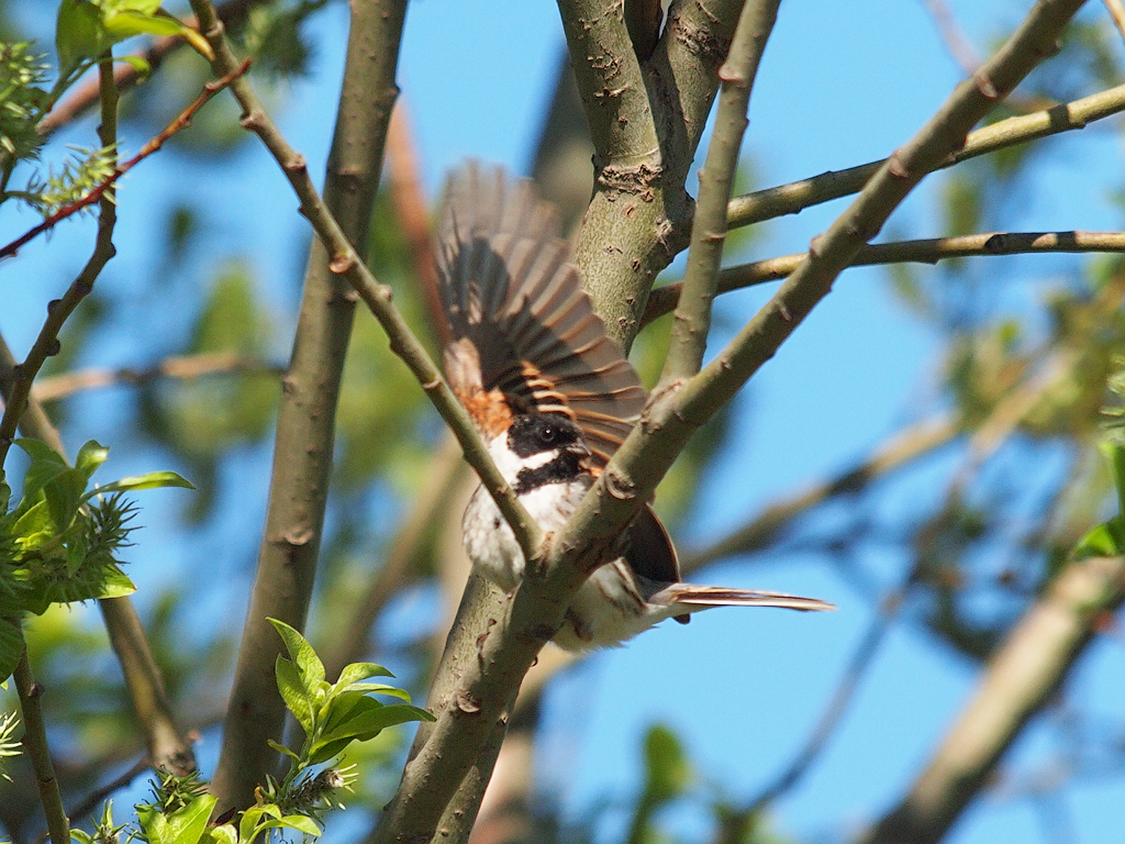 Птицы нижнего новгорода фото Reed Bunting Reed Bunting - Emberiza schoeniclus - Камышов. Flickr