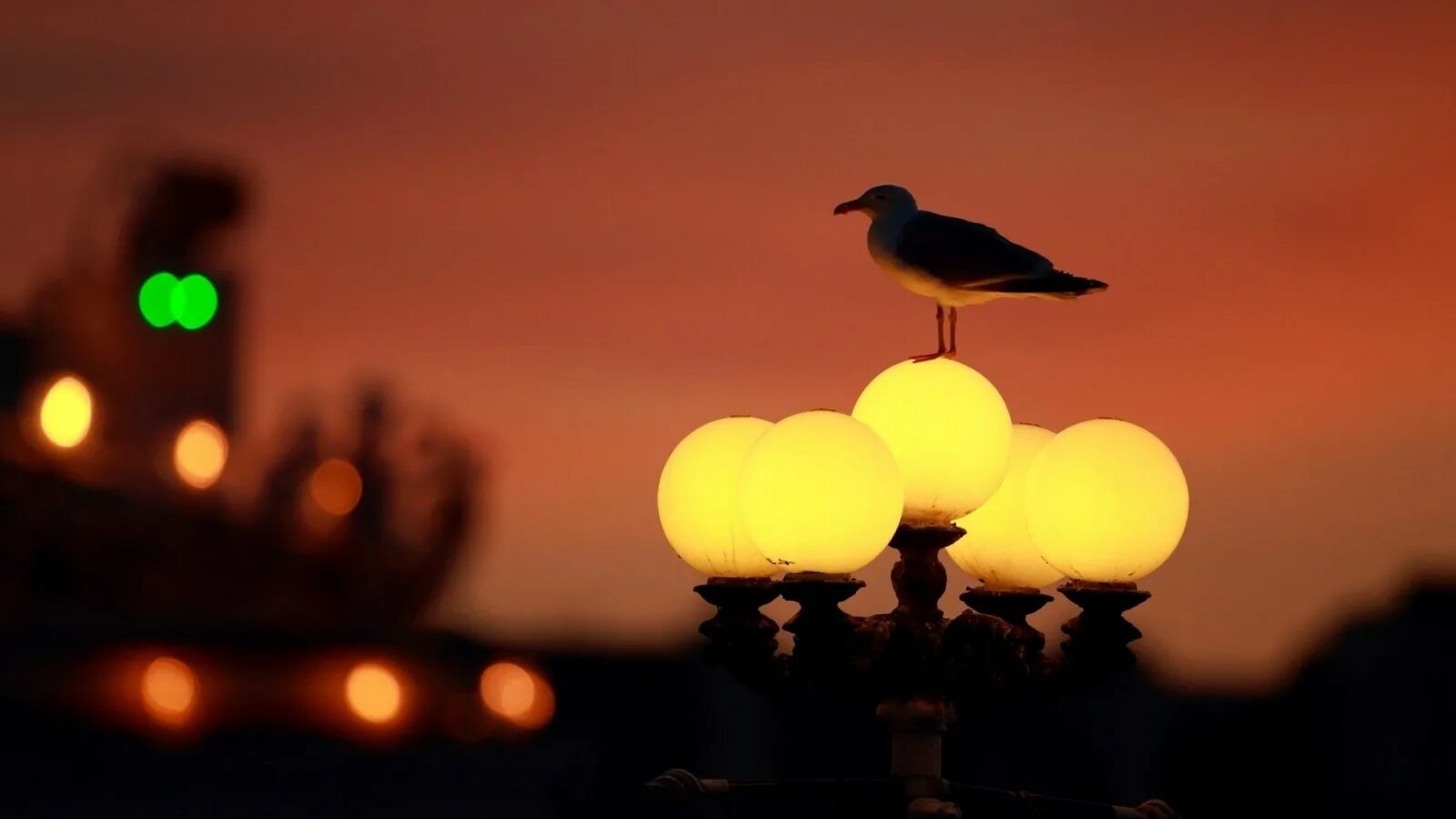 Птицы ночью фото Wallpaper : street light, birds, sunset, silhouette, yellow, evening, morning, s