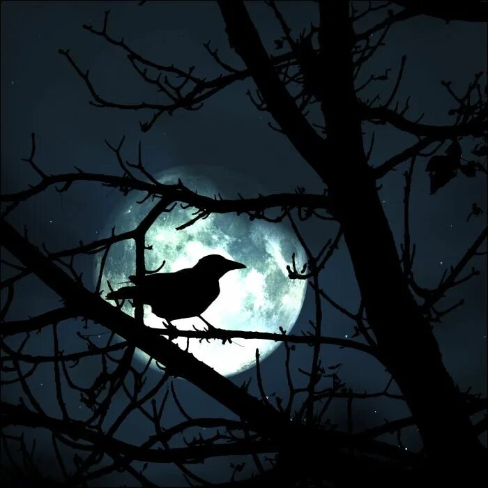 Птицы ночью фото Pin by Pinner on Raven & Bat Good night moon, Scary birds, Moon shadow