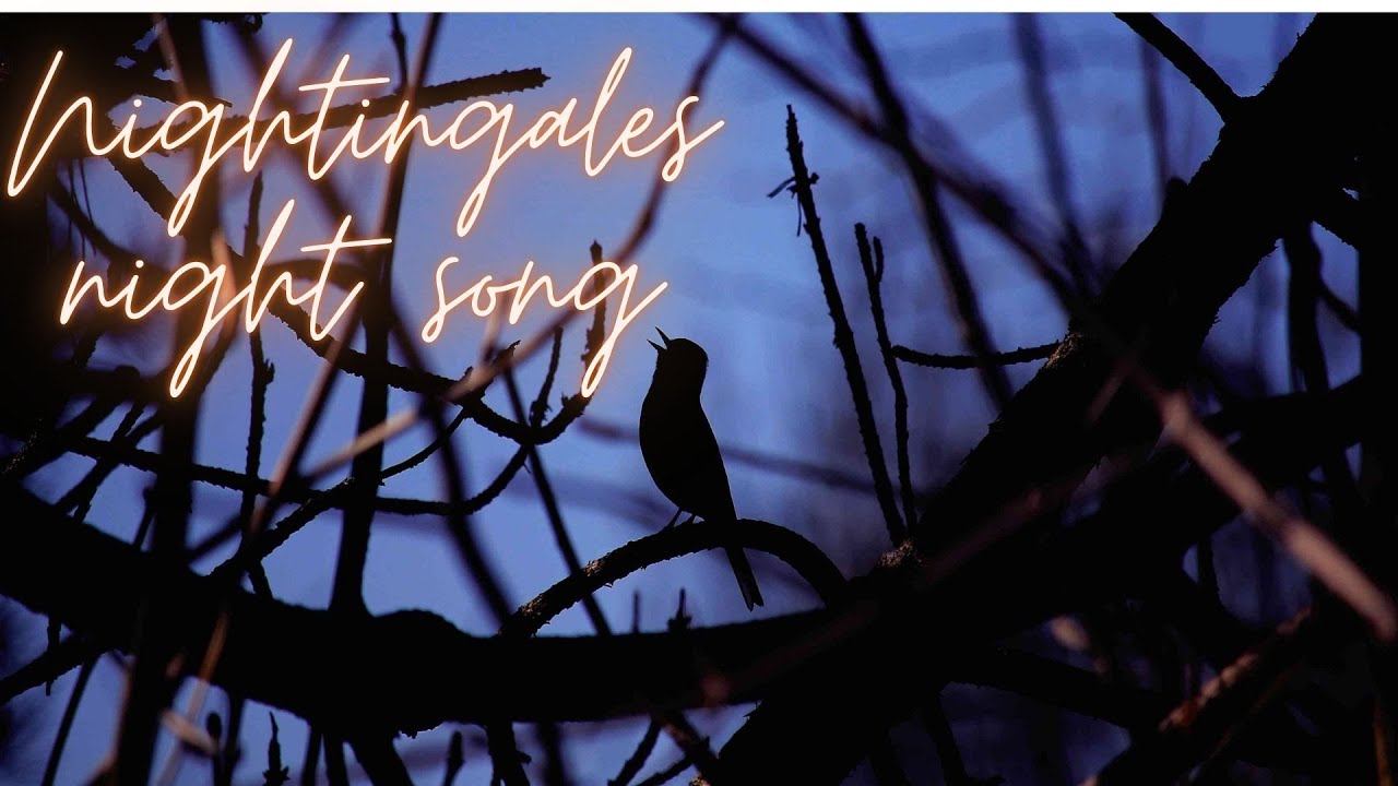 Птицы ночью фото Nightingales night songs - Ночные песни соловья - YouTube