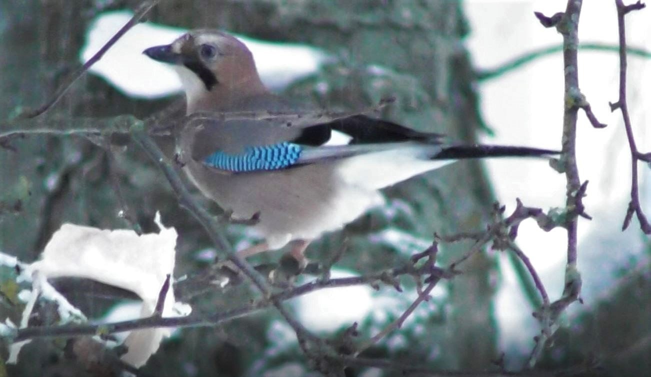 Птицы новгородской области фото Сойка, Garrulus glandarius, Птицы Новгородской области, 4 декабря 2022 - смотрет