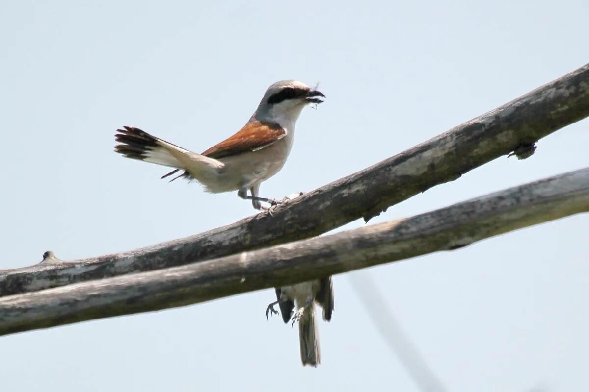 Птицы новгородской области фото и названия Red-backed Shrike (Lanius collurio). Birds of Siberia.