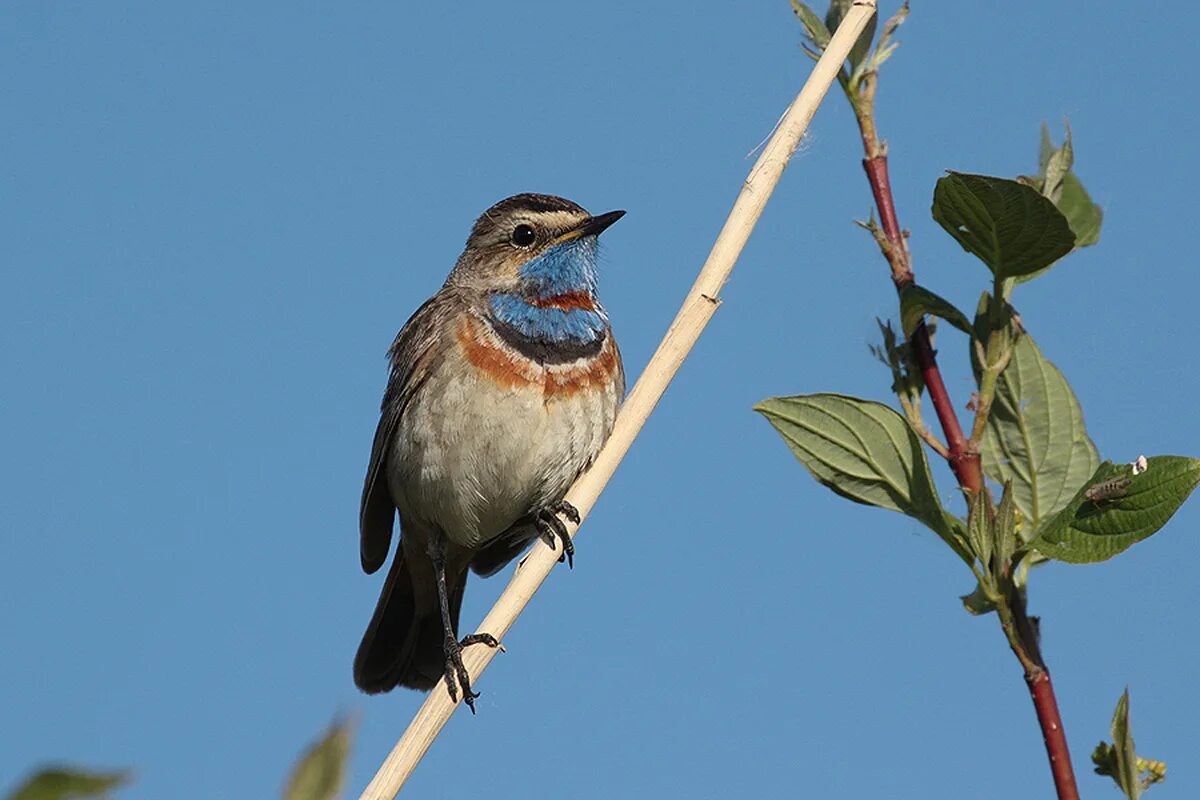 Птицы новосибирска фото Bluethroat (Luscinia svecica). Birds of Siberia.