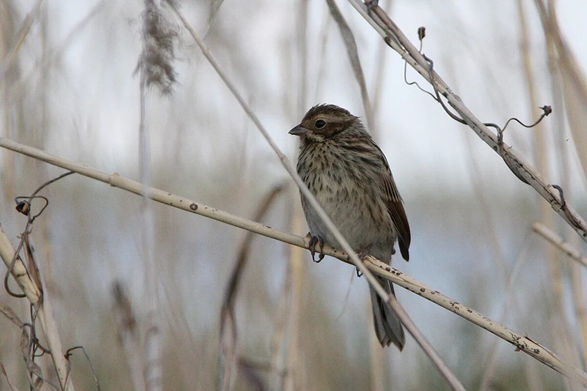 Птицы новосибирска фото Northern Reed Bunting (Schoeniclus schoeniclus). Birds of Siberia.