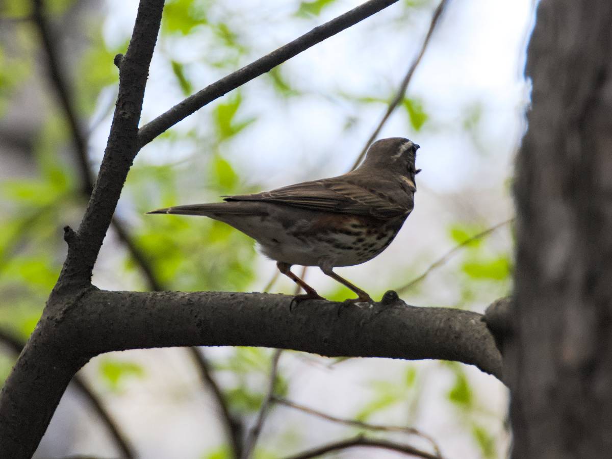 Птицы новосибирска фото Redwing (Turdus iliacus). Birds of Siberia.