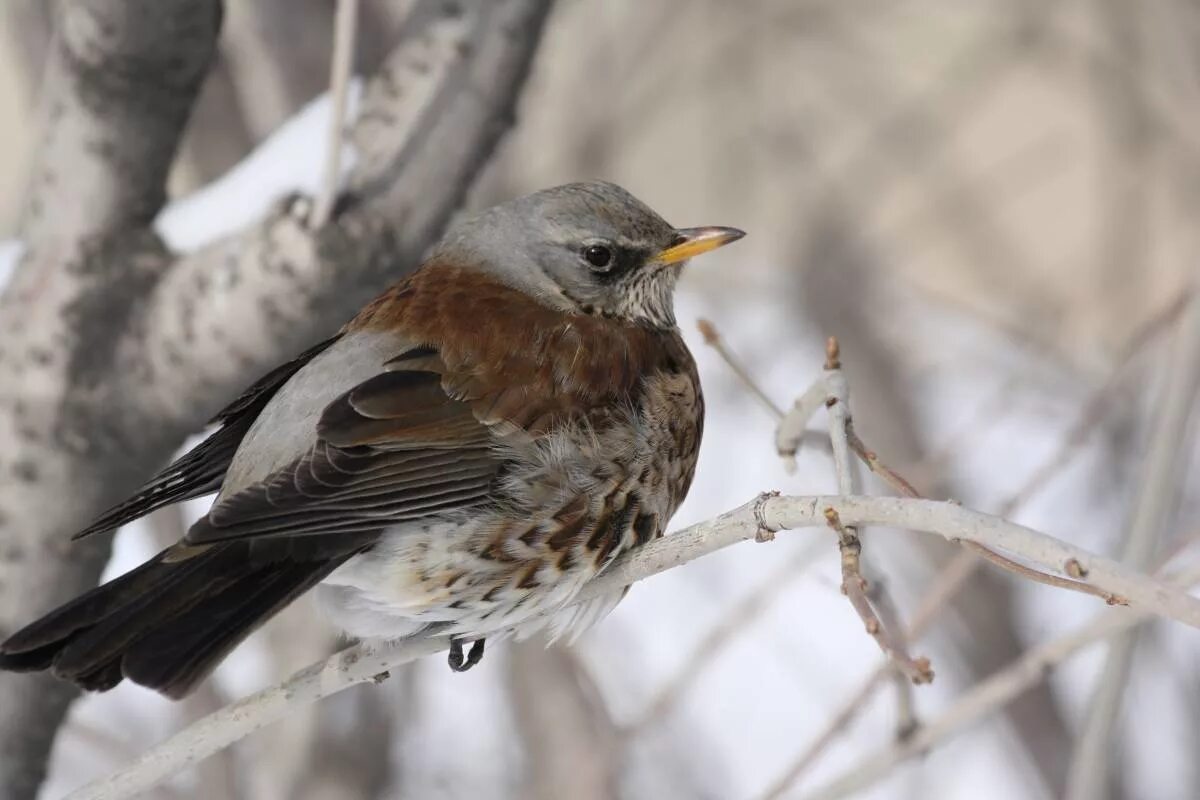 Птицы новосибирска фото Fieldfare (Turdus pilaris). Birds of Siberia.