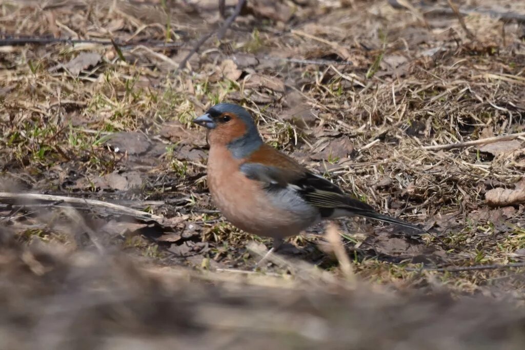 Птицы новосибирска фото Common Chaffinch (Fringilla coelebs). Birds of Siberia.