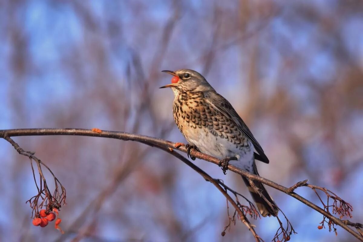 Птицы новосибирска фото Fieldfare (Turdus pilaris). Birds of Siberia.