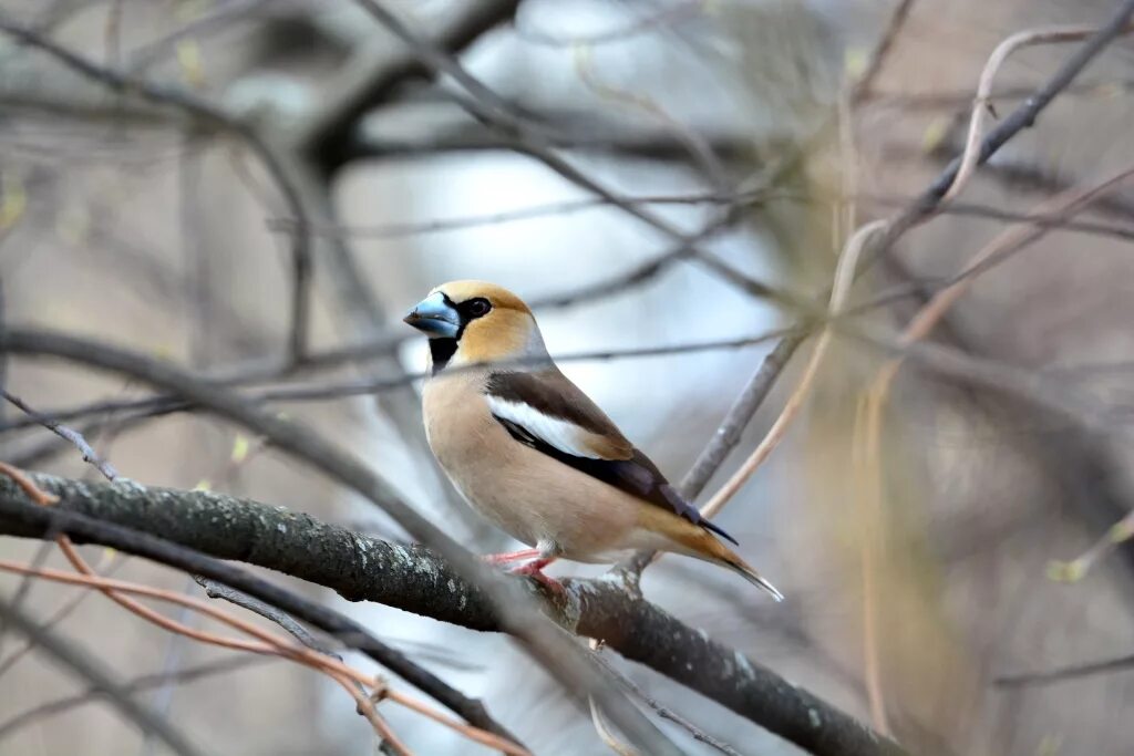 Птицы новосибирска фото Hawfinch (Coccothraustes coccothraustes). Birds of Siberia.