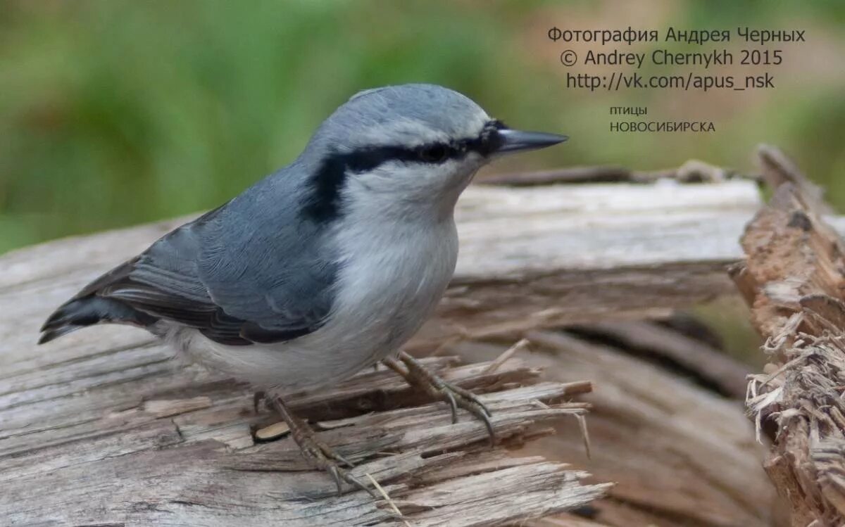 Птицы новосибирска фото Eurasian Nuthatch (Sitta europaea). Birds of Siberia.