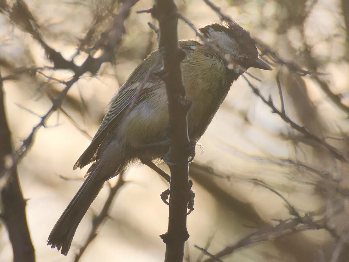 Птицы новосибирска фото Большая синица (Parus major). Птицы Сибири.