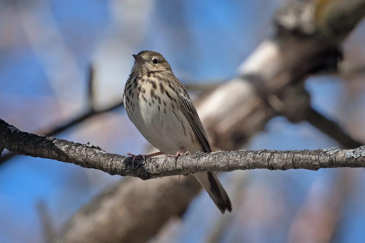 Птицы новосибирска фото Tree Pipit (Anthus trivialis). Birds of Siberia.